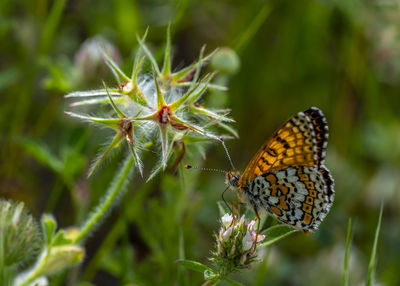 Close-up of butterfly pollinating flower