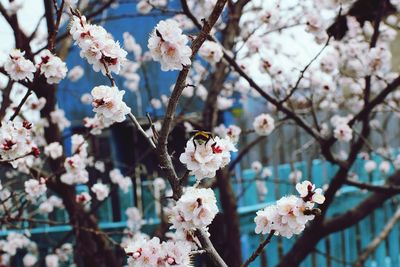 Close-up of cherry blossom