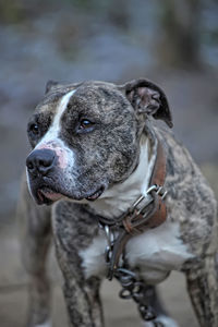 Close-up of dog looking away