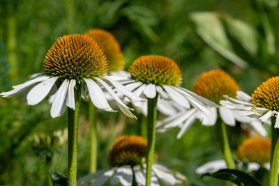 Close-up of flowers blooming outdoors