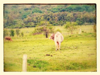 Horse grazing on field