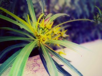 Close-up of flowers