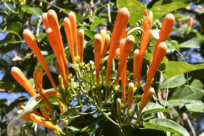 Close-up of orange flowering plant