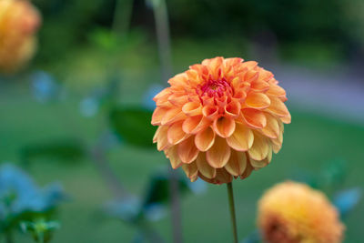 Close-up of orange dahlia