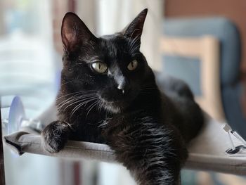 Close-up portrait of black cat