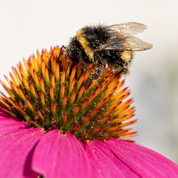 Close-up of bee on pink flower