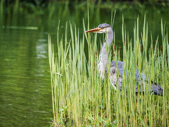 High angle view of gray heron in lake