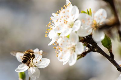 Close-up of bee on white flower