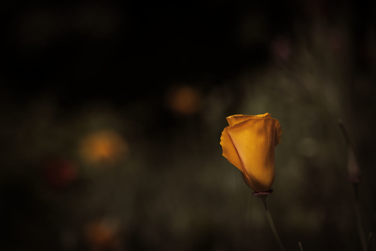 Californian Poppy