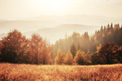 Birch forest in sunny afternoon while autumn season. autumn landscape. ukraine. europe.