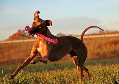 Side view of a dog on field