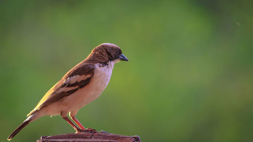 Close-up of bird perching on a plant