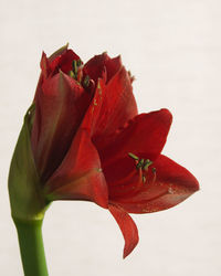 Close-up of red rose against white background