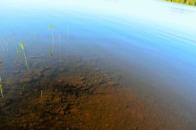 Reflection of trees in water