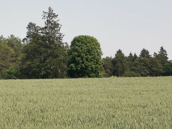 Scenic view of field against clear sky