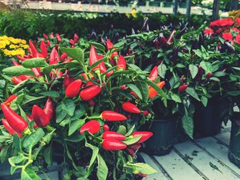 Close-up of red flowering plants