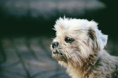 Close-up of dog looking away