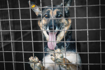 Dog in animal shelter waiting for adoption. portrait of red homeless dog in animal shelter cage.