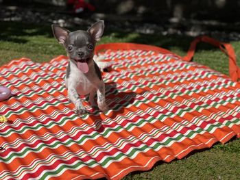 Small dog running on grass