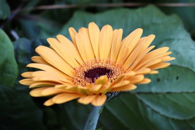 Close-up of yellow flower