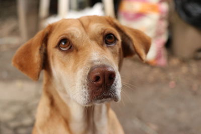 Close-up portrait of dog