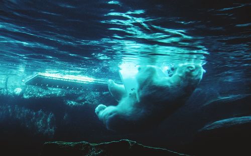 Close-up of jellyfish swimming in sea