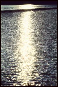 Reflection of trees in water
