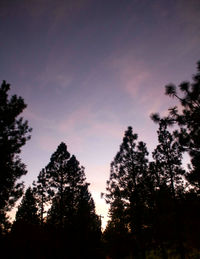 Low angle view of silhouette trees against sky