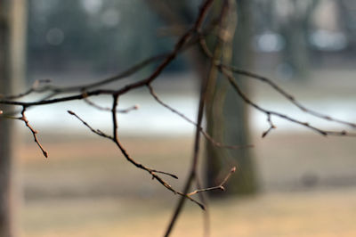 Close-up of twig on branch against sky