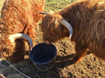 Highland cattles in a field