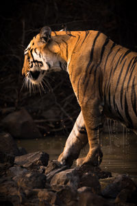 Tiger standing at lakeshore