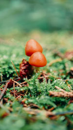 Close-up of mushroom growing on field