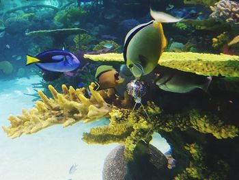 Close-up of fish swimming in sea