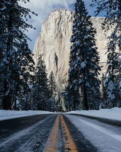 Road amidst trees