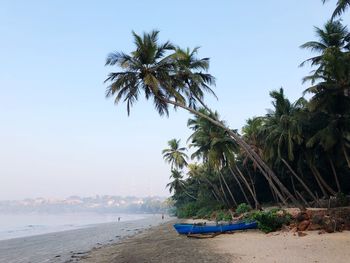 Coconut palm trees on beach against clear sky