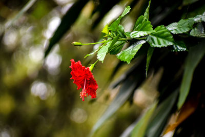 Close-up of red flowering plant
