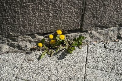 Close-up of yellow flower