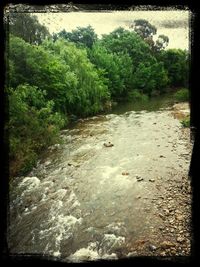 Trees in a river