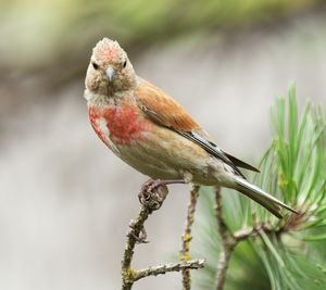 Close-up of bird perching on branch