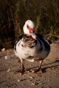 Close-up of duck on field