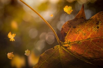 Close-up of maple leaf during autumn