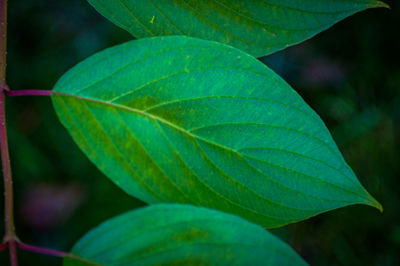 Close-up of green leaves