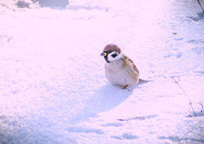 Bird on snow covered land