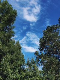 Low angle view of trees against sky