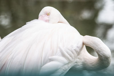 Close-up of white flamingo