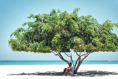 Tree by sea against clear sky