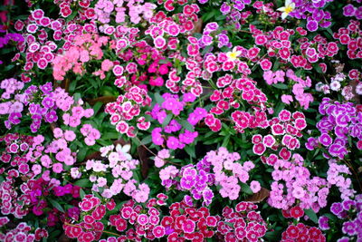 High angle view of pink flowering plants