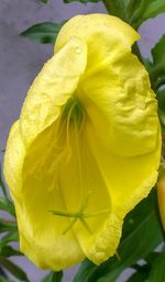 Close-up of yellow flower