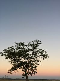 Silhouette of tree at sunset