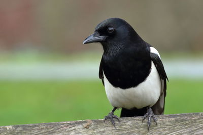 Close-up of bird perching on wood